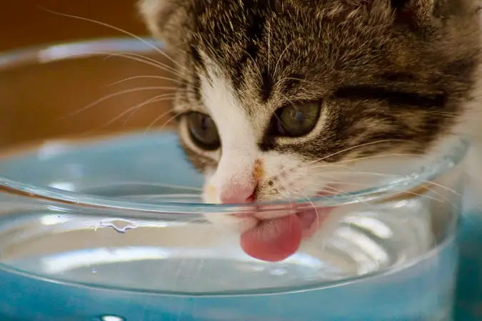 How Much Water Does a Cat Drink a Day Cover